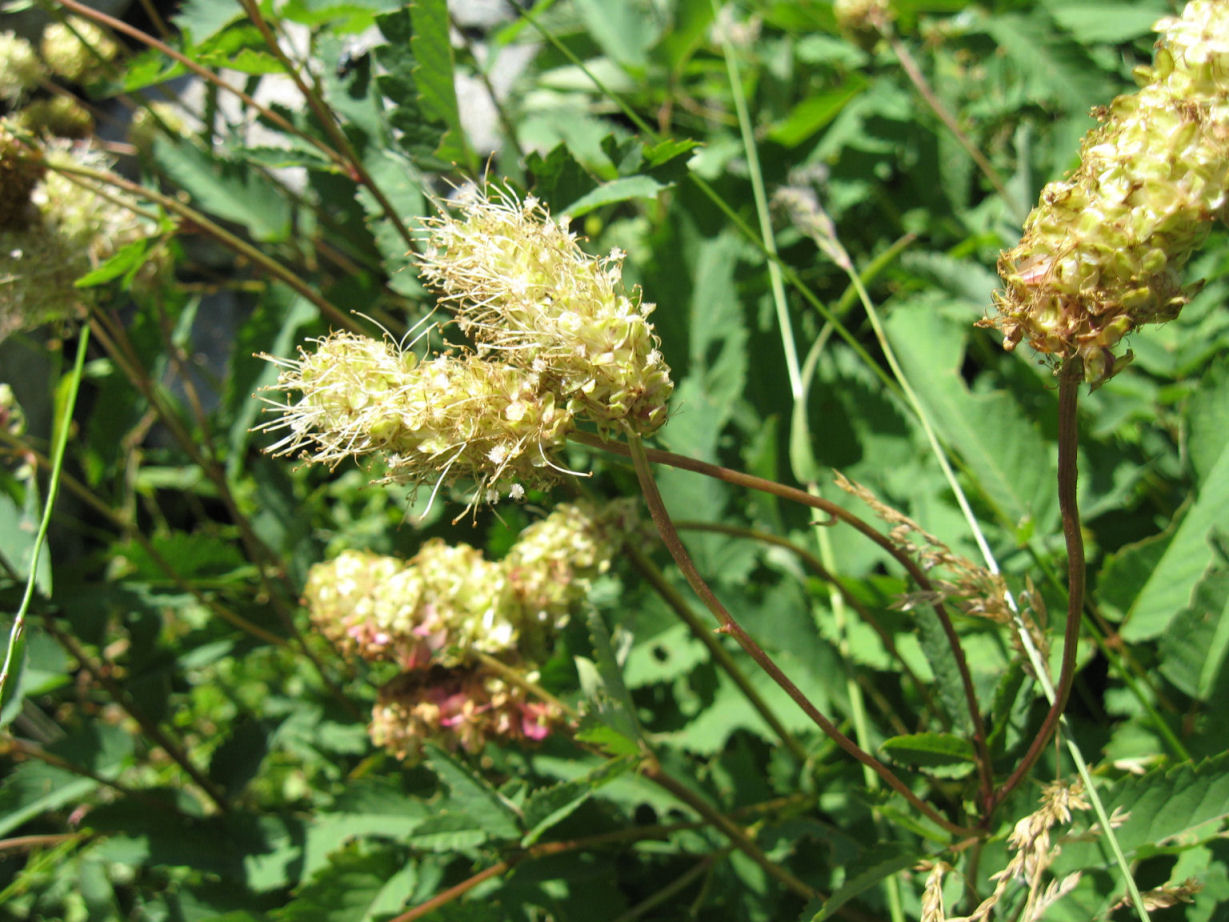 Fiori delle Orobie Valtellinesi